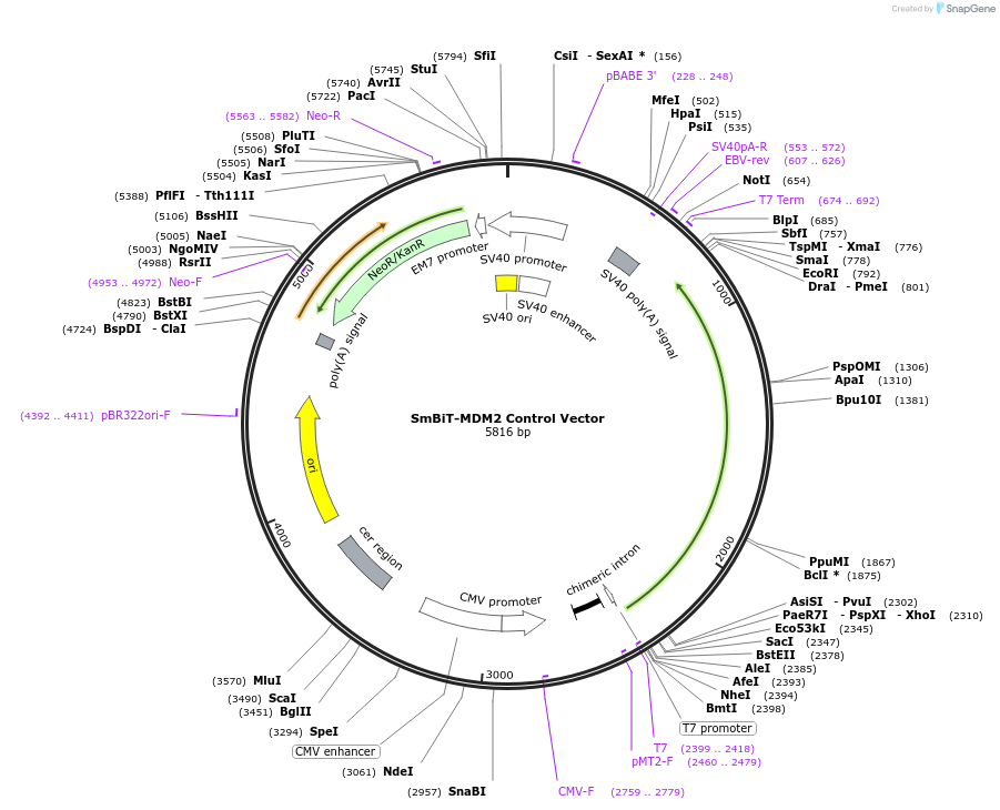 237037-plasmid-map-sequence-id-471894