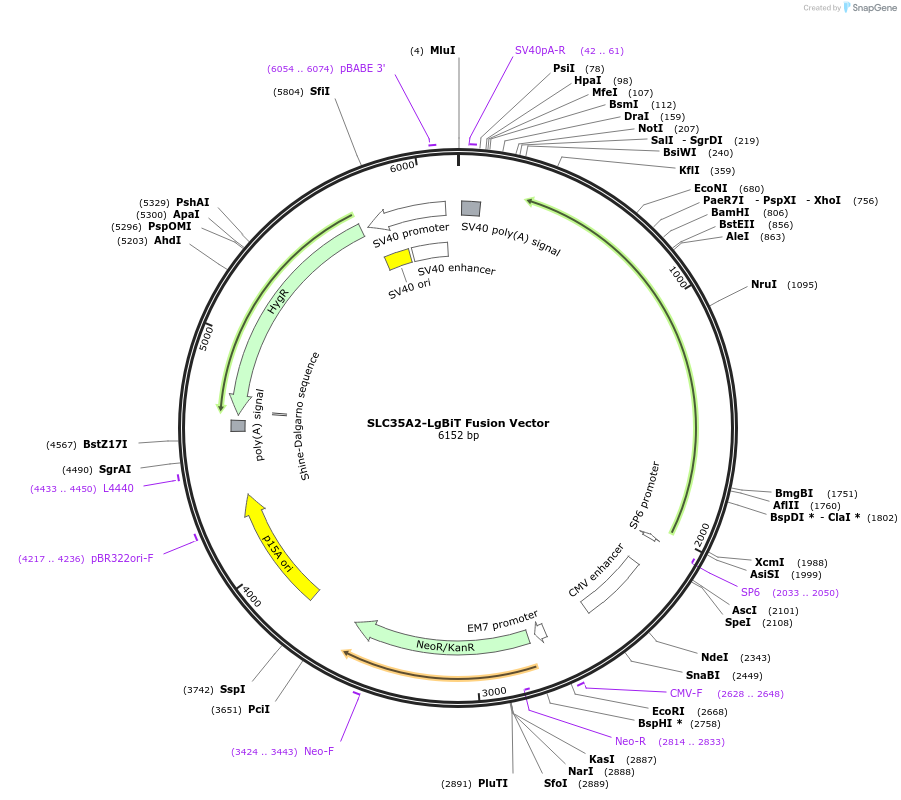 237039-plasmid-map-sequence-id-471895