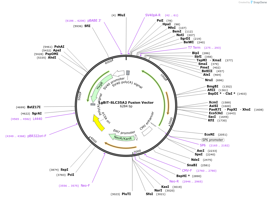237040-plasmid-map-sequence-id-471896