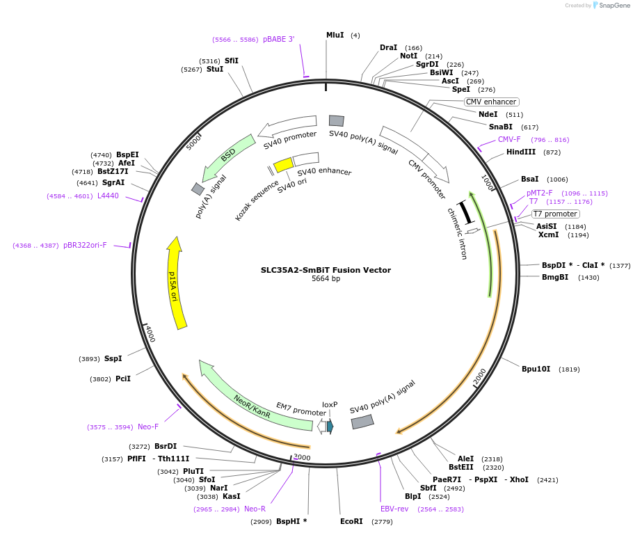 237041-plasmid-map-sequence-id-471897