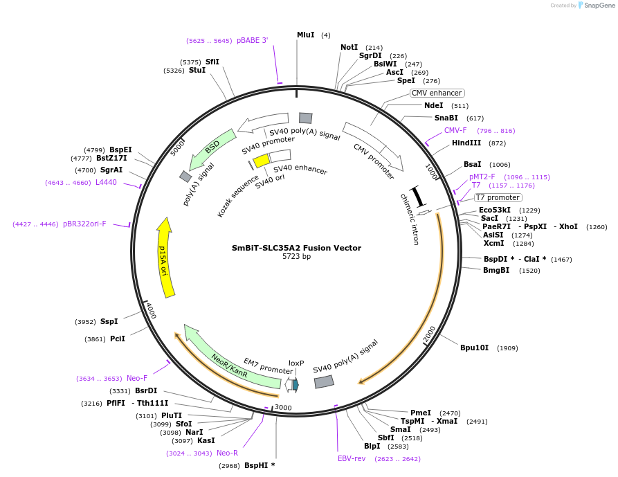 237042-plasmid-map-sequence-id-471898