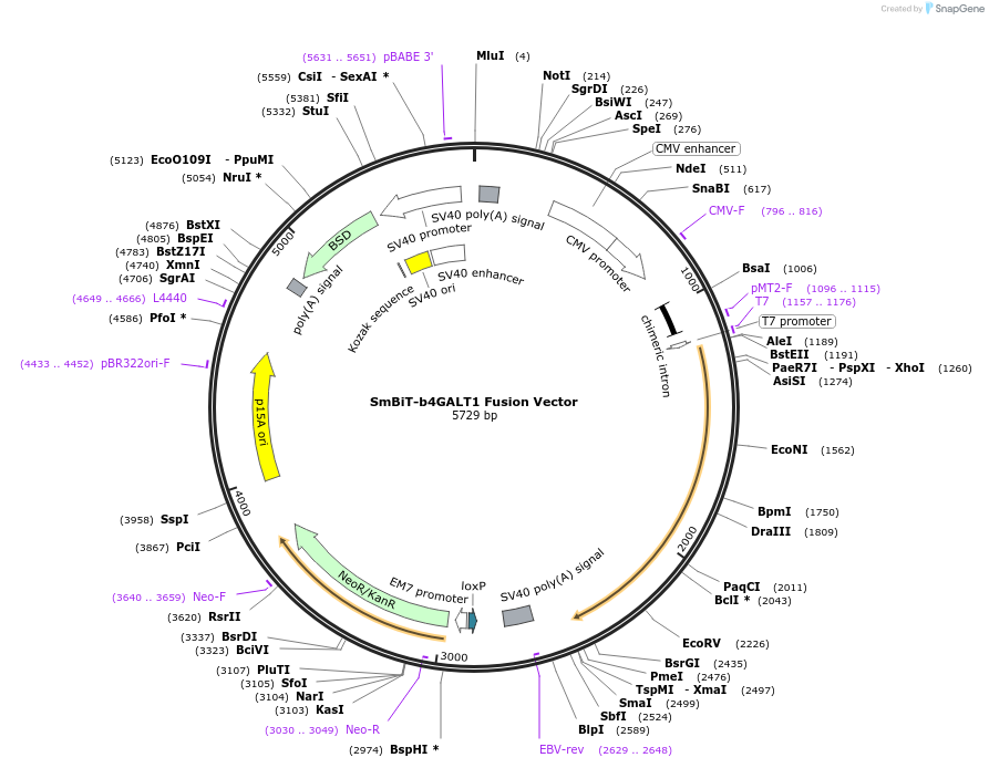 237043-plasmid-map-sequence-id-471899