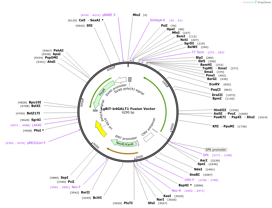237044-plasmid-map-sequence-id-471900