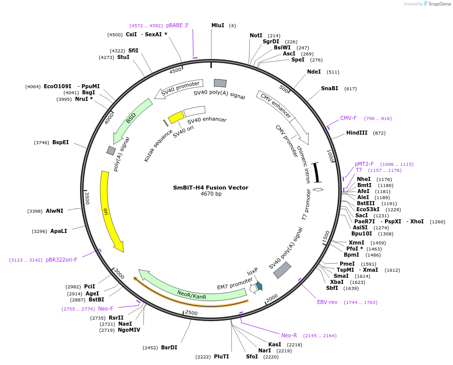 237045-plasmid-map-sequence-id-471901