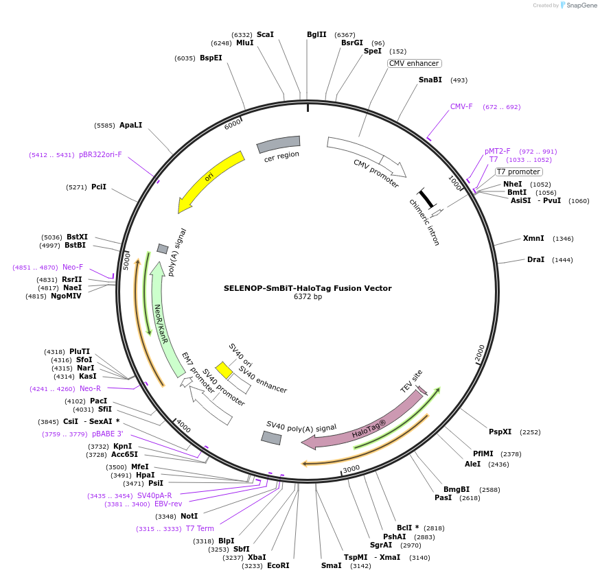 237048-plasmid-map-sequence-id-471903