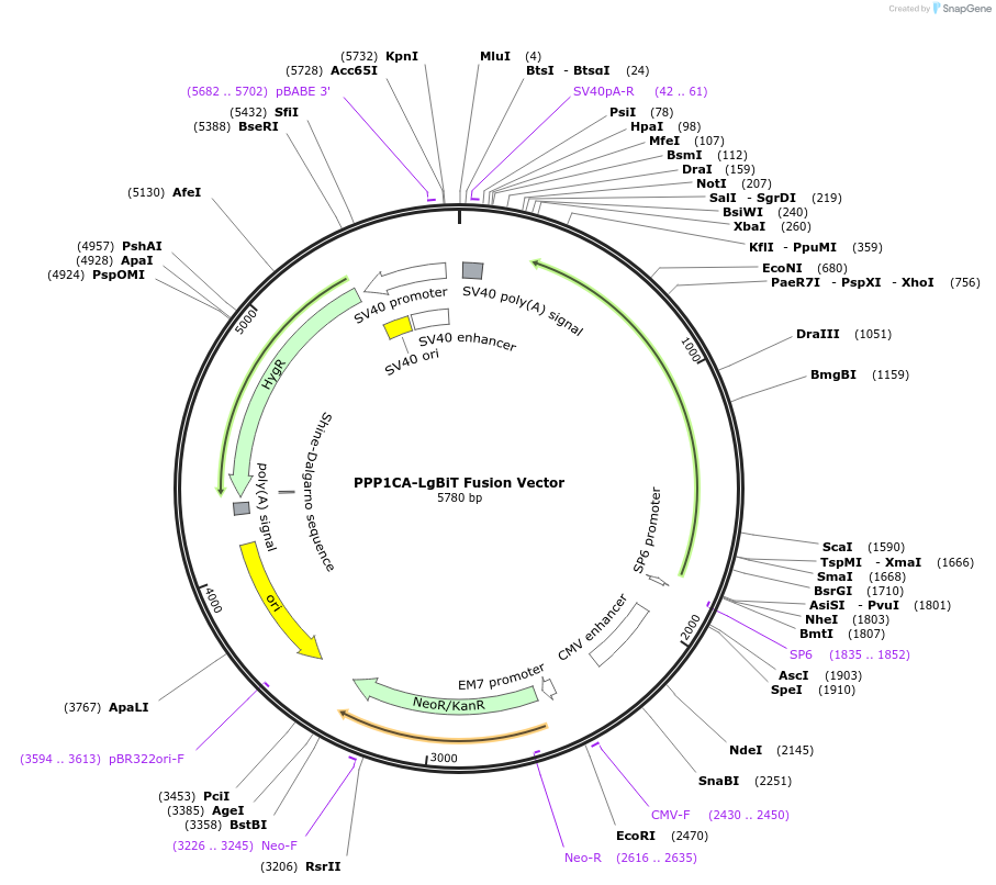 237049-plasmid-map-sequence-id-471904