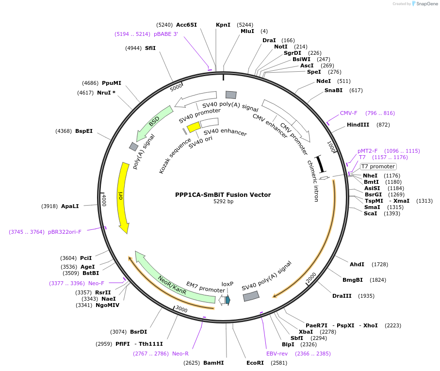 237051-plasmid-map-sequence-id-471905