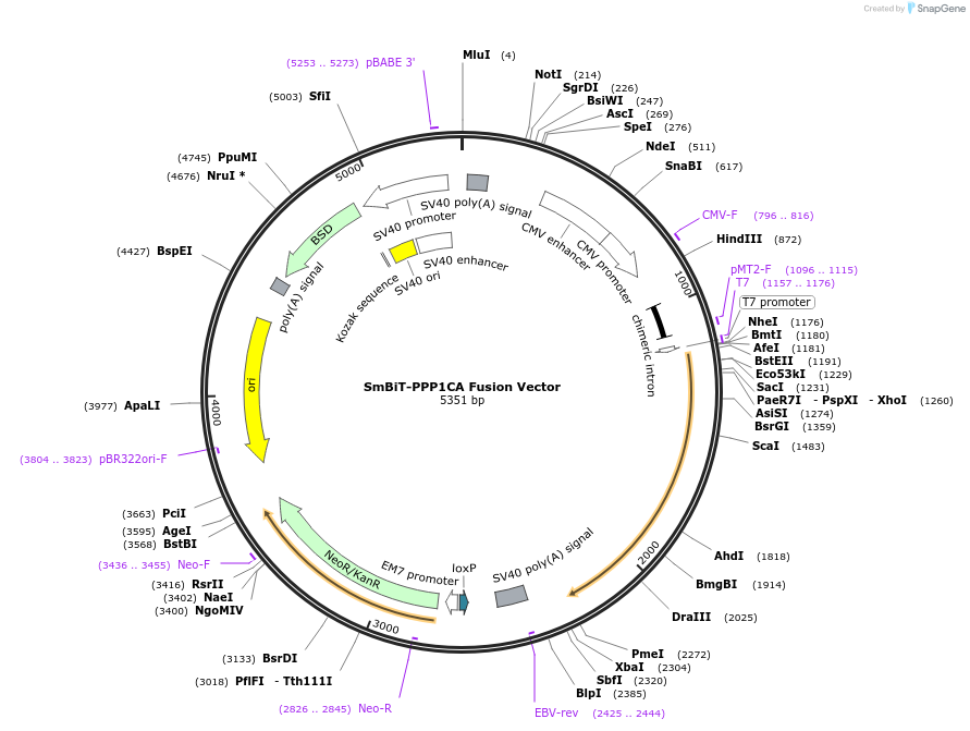 237052-plasmid-map-sequence-id-471906