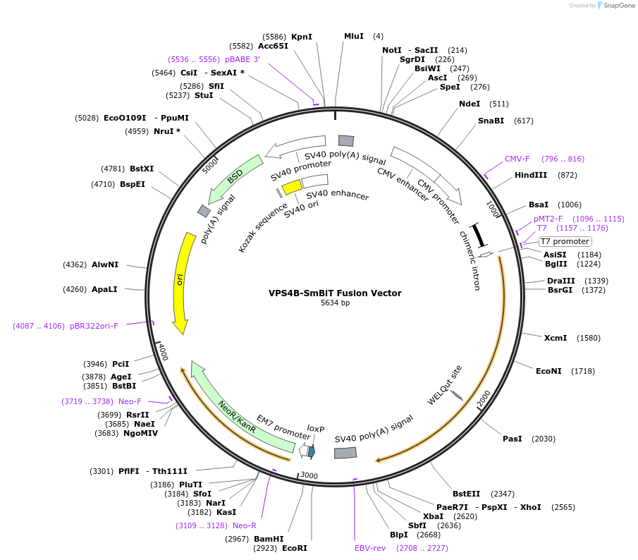237055-plasmid-map-sequence-id-471908
