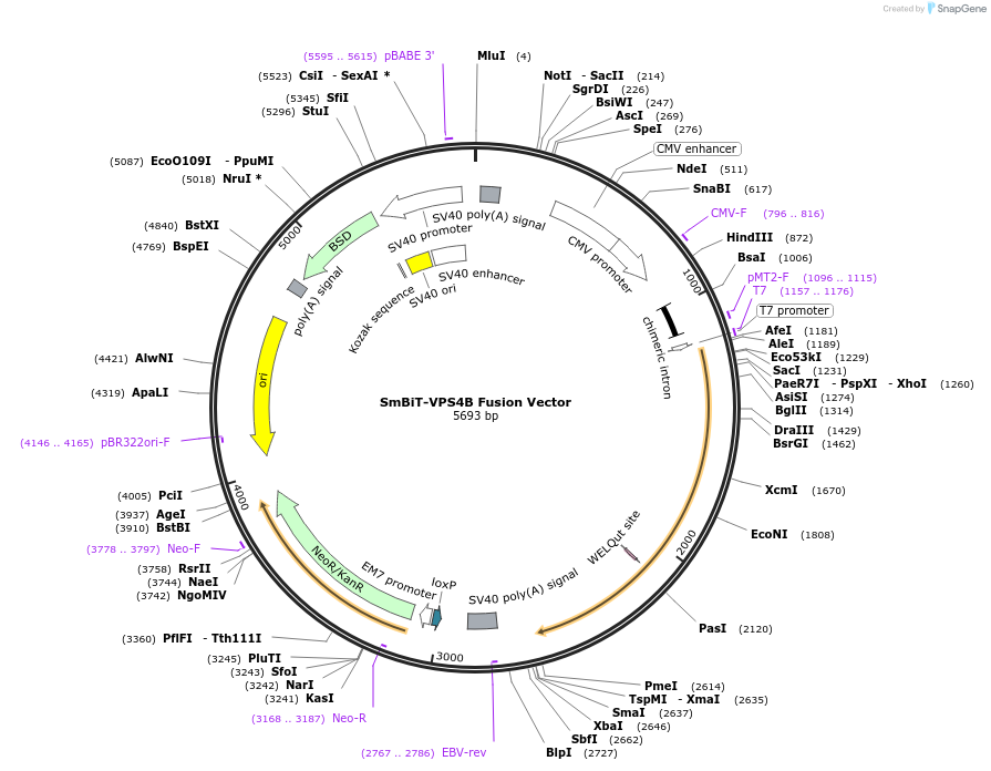 237056-plasmid-map-sequence-id-471909