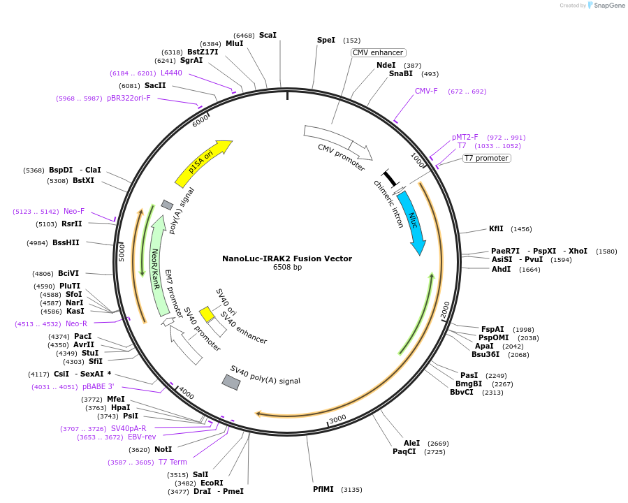 237181-plasmid-map-sequence-id-471910