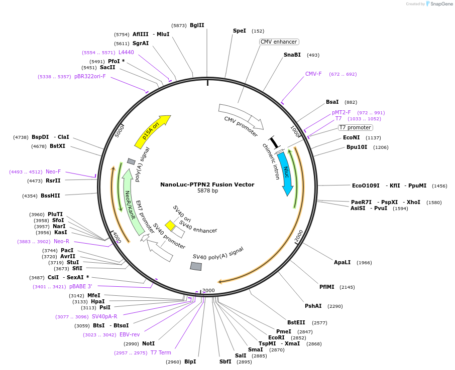 237182-plasmid-map-sequence-id-471911