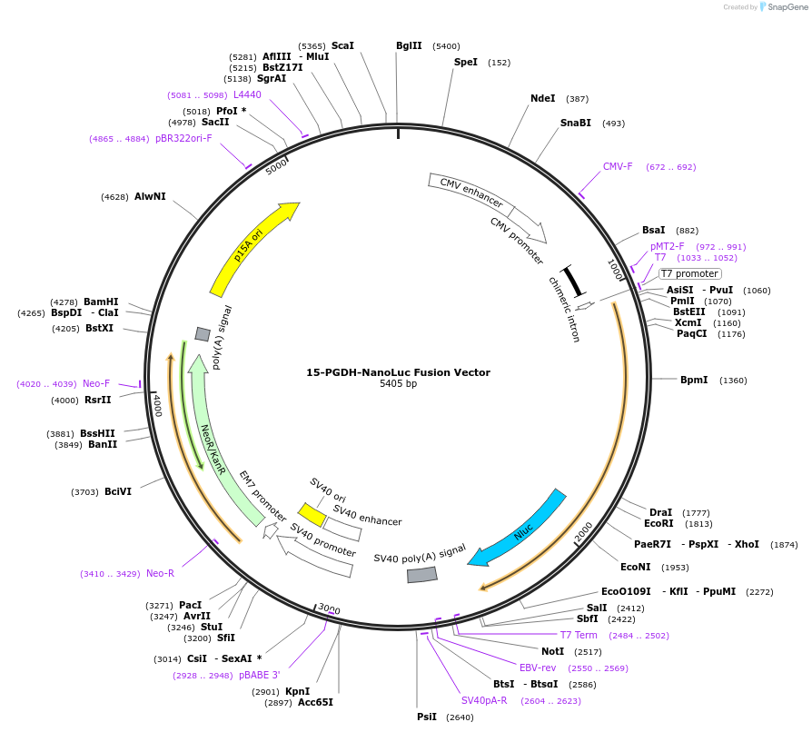237184-plasmid-map-sequence-id-471913