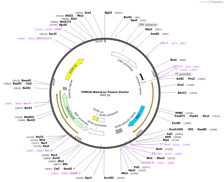 237179-plasmid-map-sequence-id-471914
