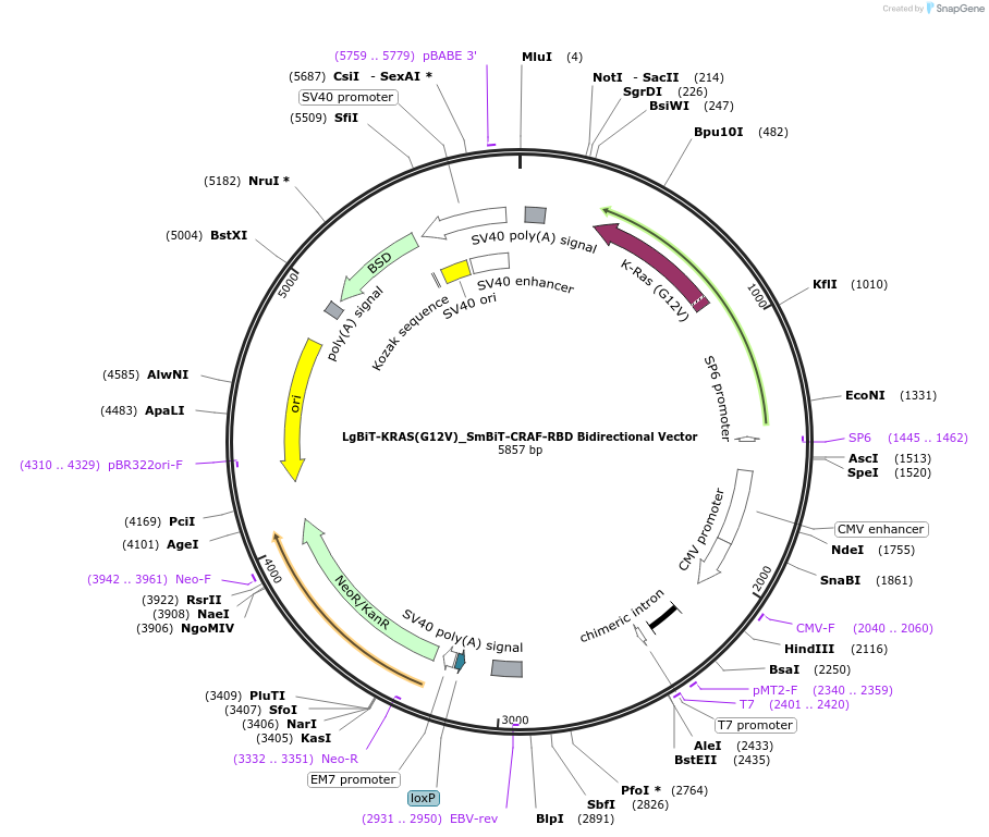 237067-plasmid-map-sequence-id-471915