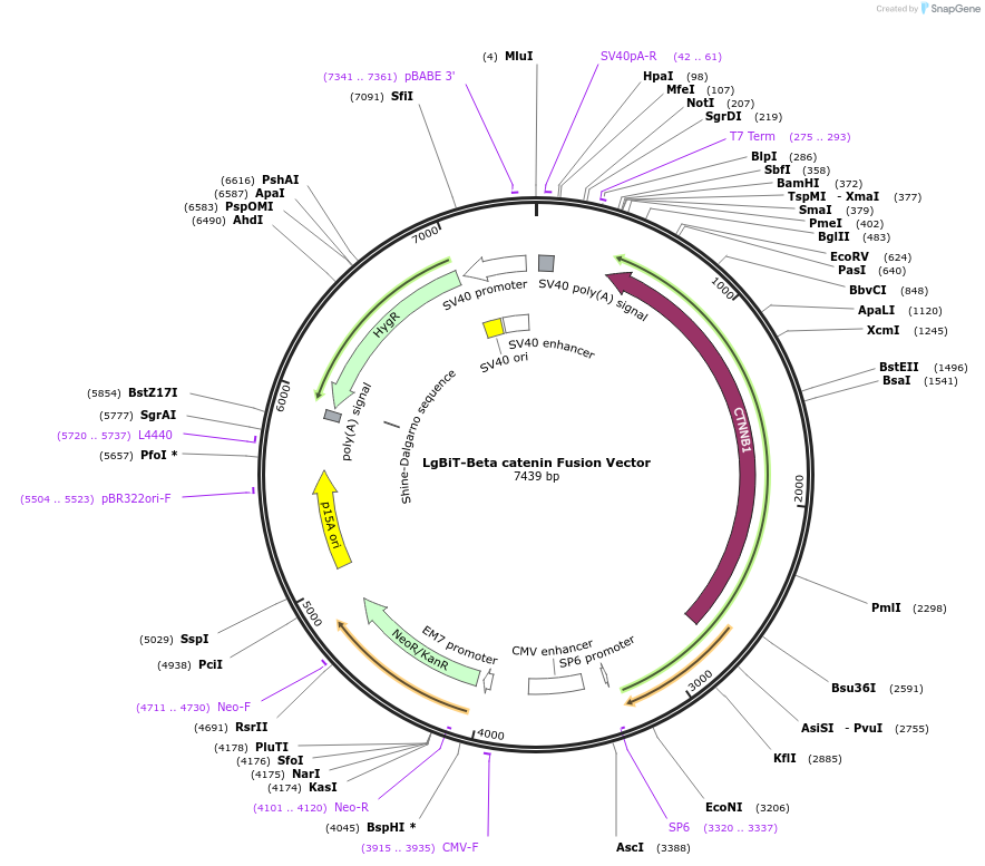 237068-plasmid-map-sequence-id-471916