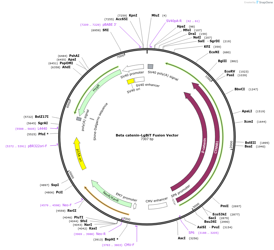237069-plasmid-map-sequence-id-471917