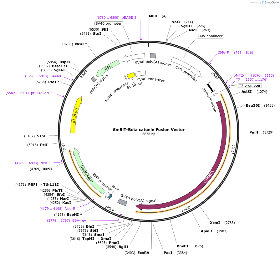 237070-plasmid-map-sequence-id-471918