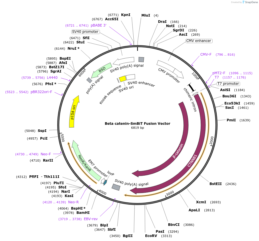 237071-plasmid-map-sequence-id-471919