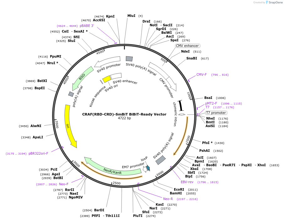 237077-plasmid-map-sequence-id-471924