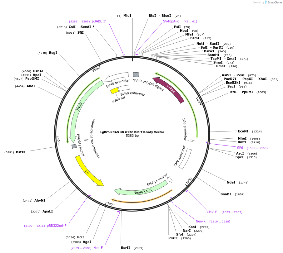237078-plasmid-map-sequence-id-471925