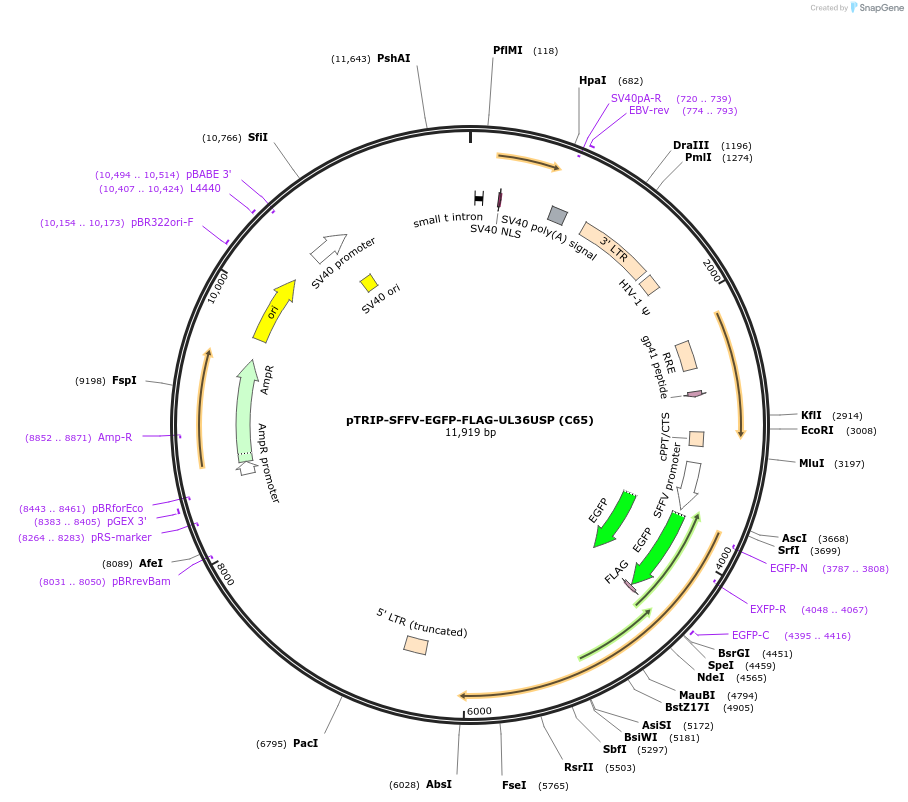 235549-plasmid-map-sequence-id-471928