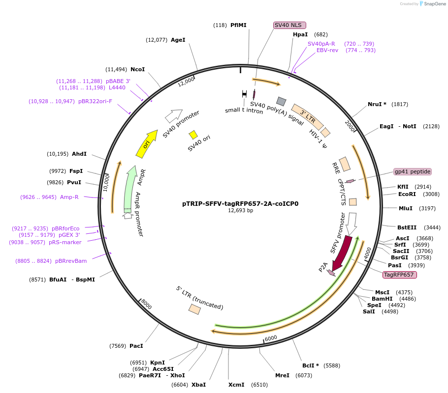 235538-plasmid-map-sequence-id-471929