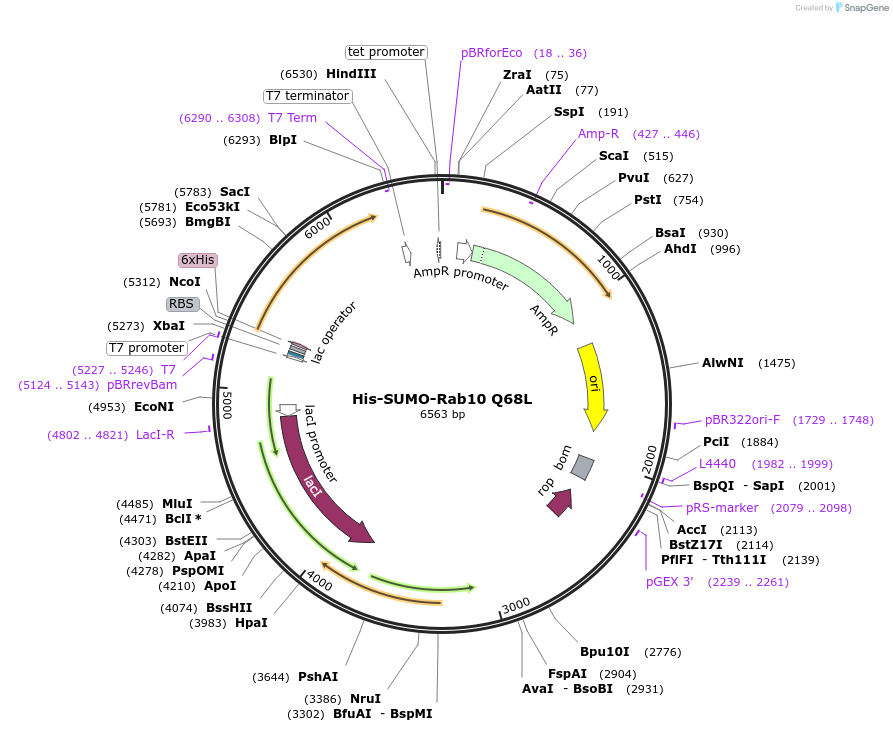 236720-plasmid-map-sequence-id-471932