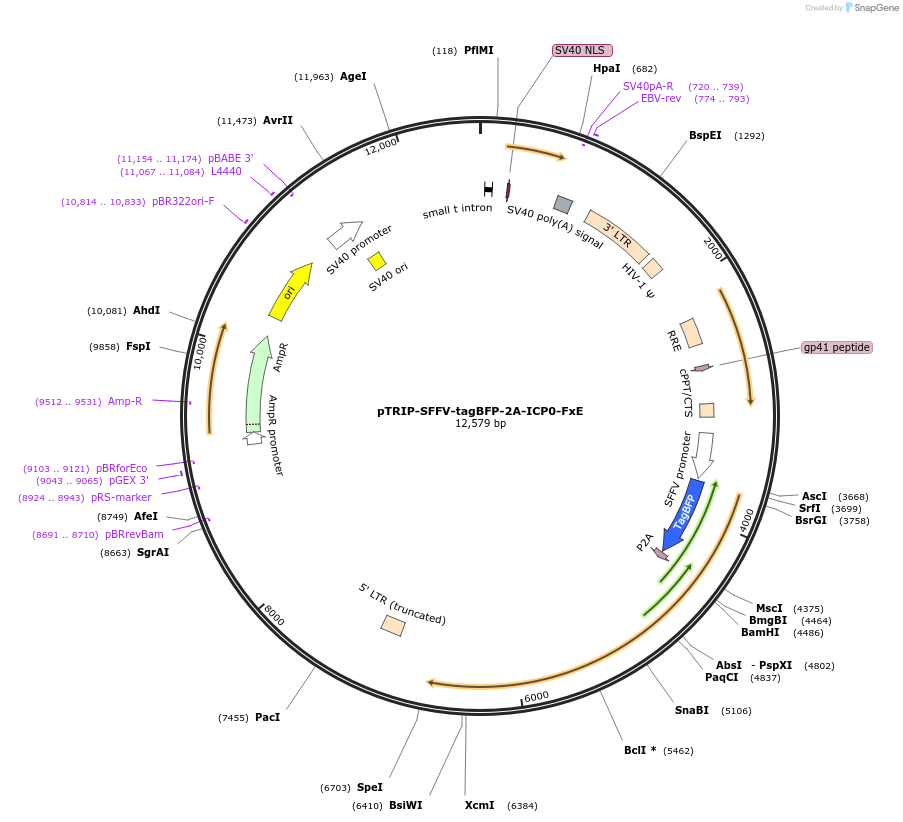 235539-plasmid-map-sequence-id-471934