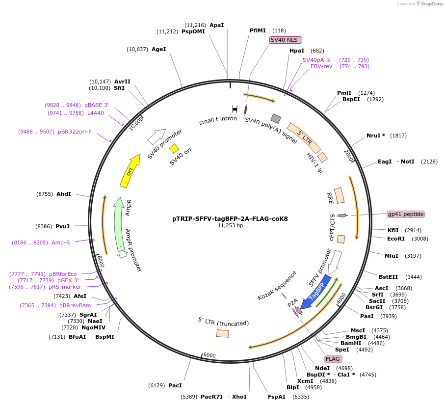 235542-plasmid-map-sequence-id-471936