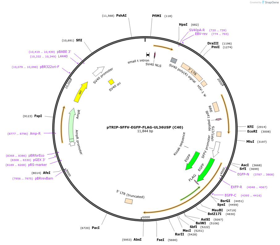 235548-plasmid-map-sequence-id-471940