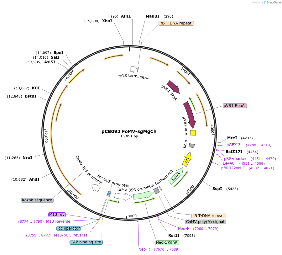 234815-plasmid-map-sequence-id-471953