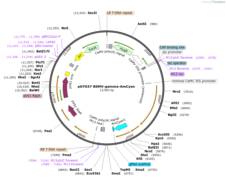 234818-plasmid-map-sequence-id-471955