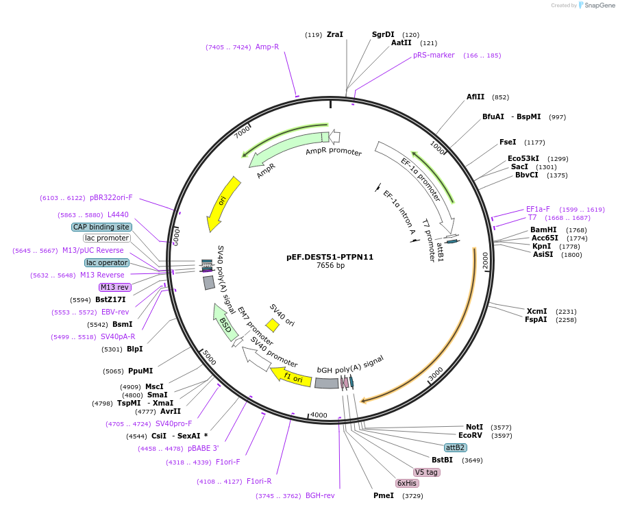 215523-plasmid-map-sequence-id-471958