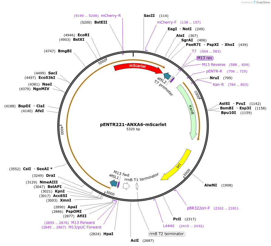 215473-plasmid-map-sequence-id-471960
