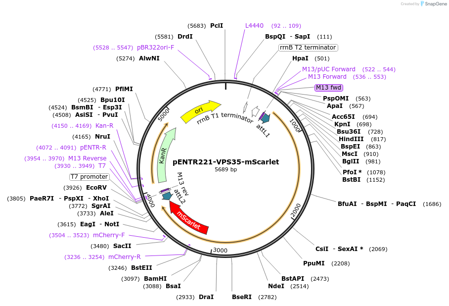 215472-plasmid-map-sequence-id-471961