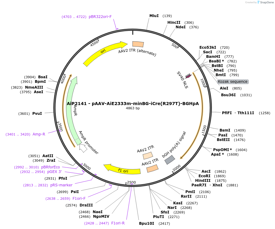 220731-plasmid-map-sequence-id-471978