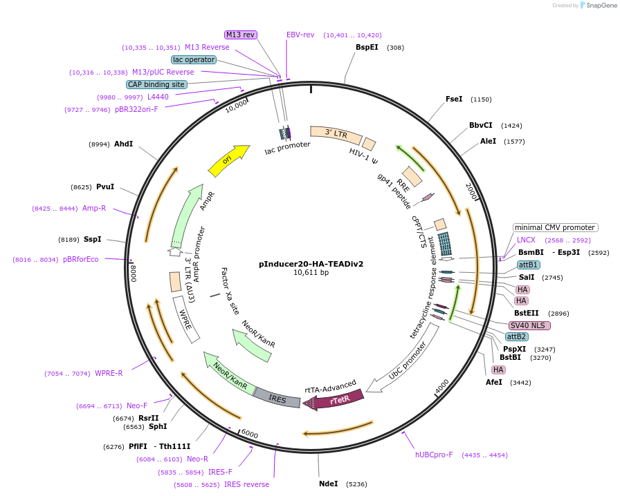 228877-plasmid-map-sequence-id-471981