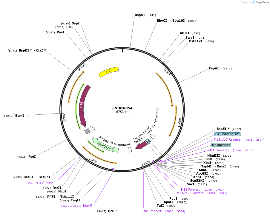 231323-plasmid-map-sequence-id-471982