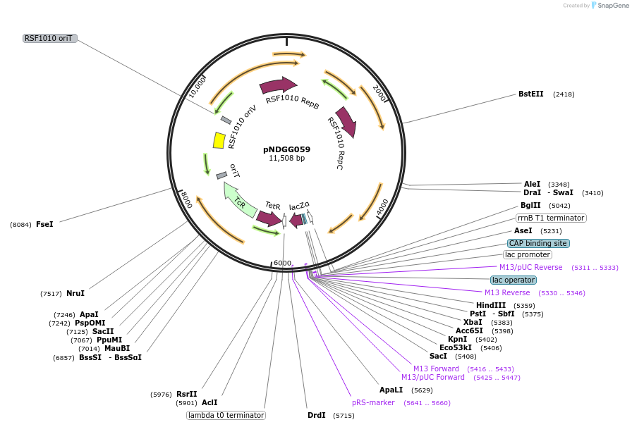 231325-plasmid-map-sequence-id-471990