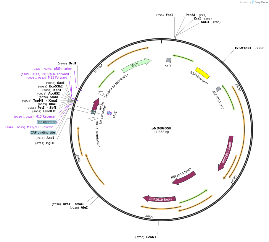 231326-plasmid-map-sequence-id-471992