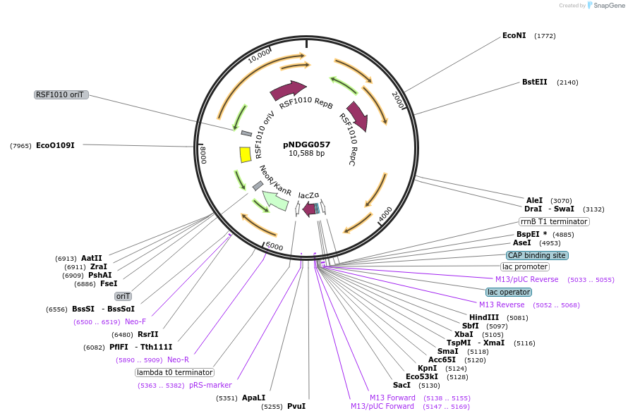 231327-plasmid-map-sequence-id-472017