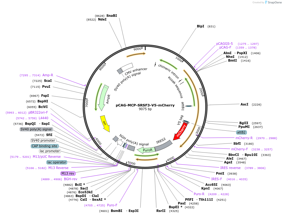 235090-plasmid-map-sequence-id-472019