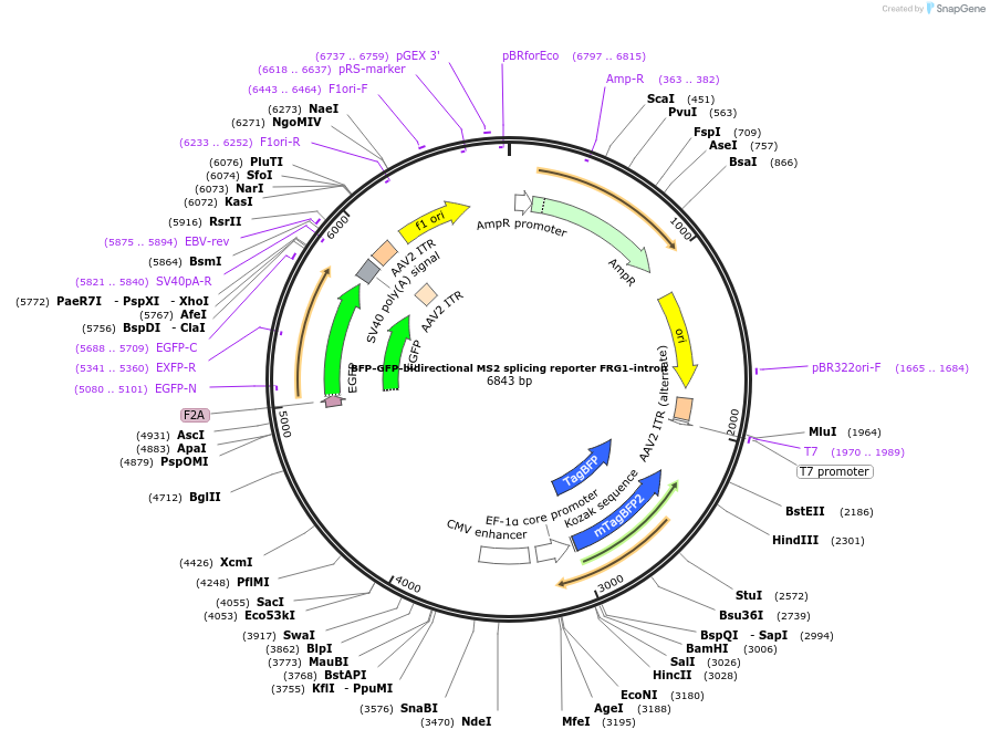 235087-plasmid-map-sequence-id-472021
