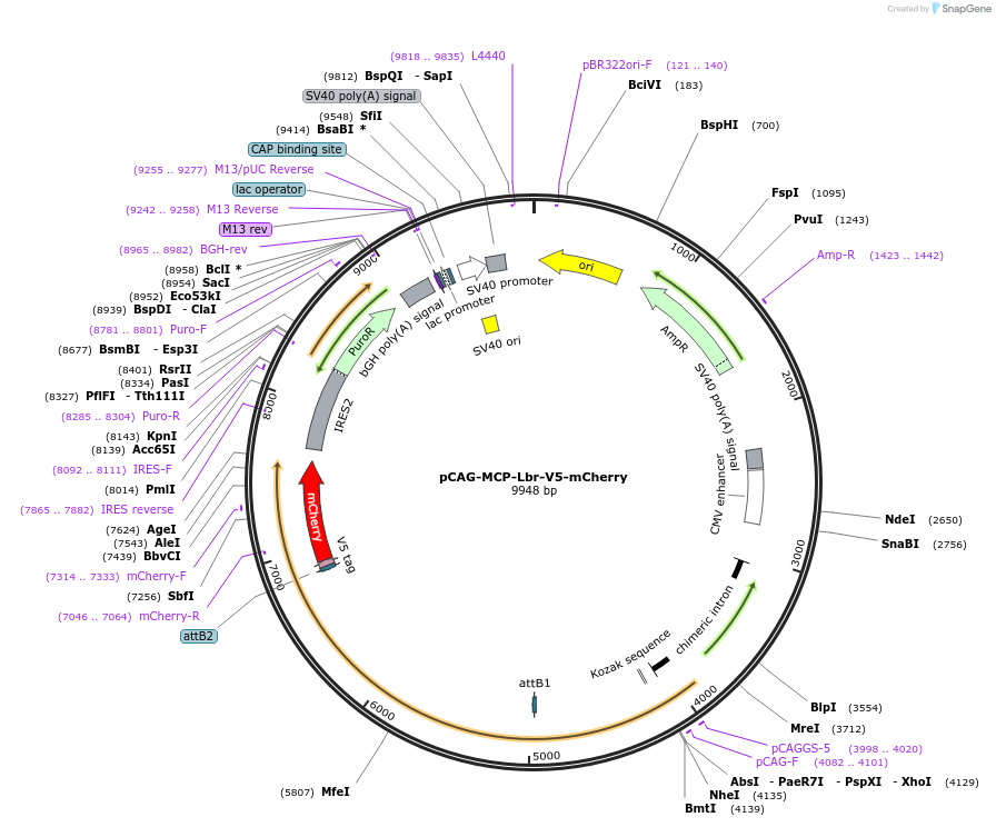 235093-plasmid-map-sequence-id-472025