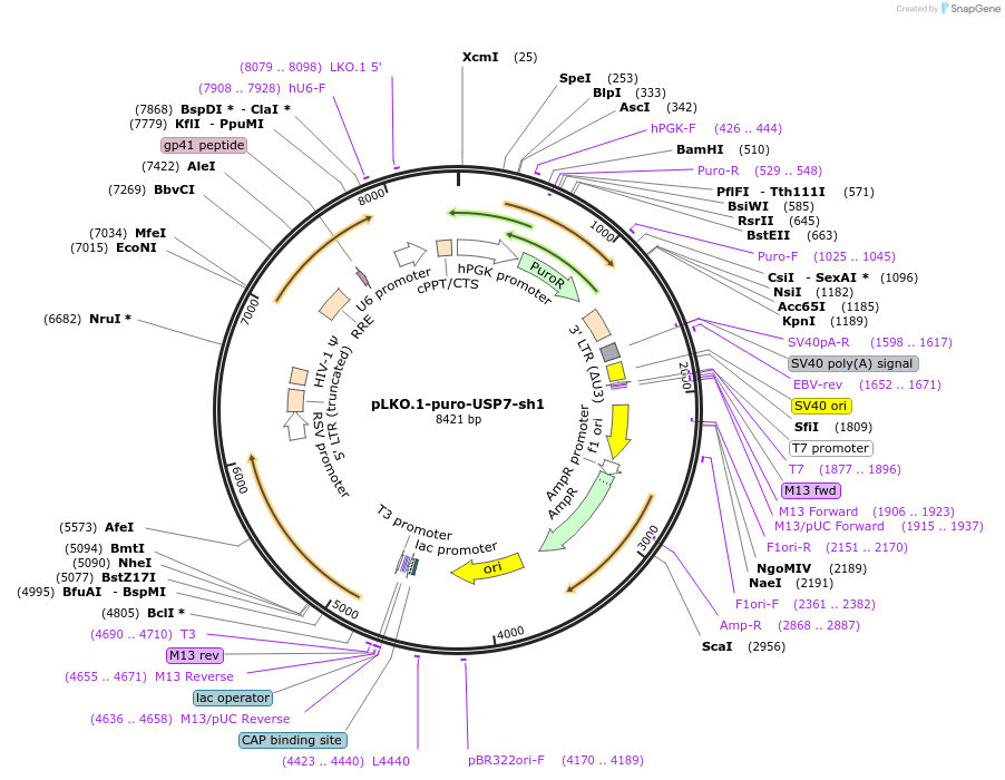 235527-plasmid-map-sequence-id-472027