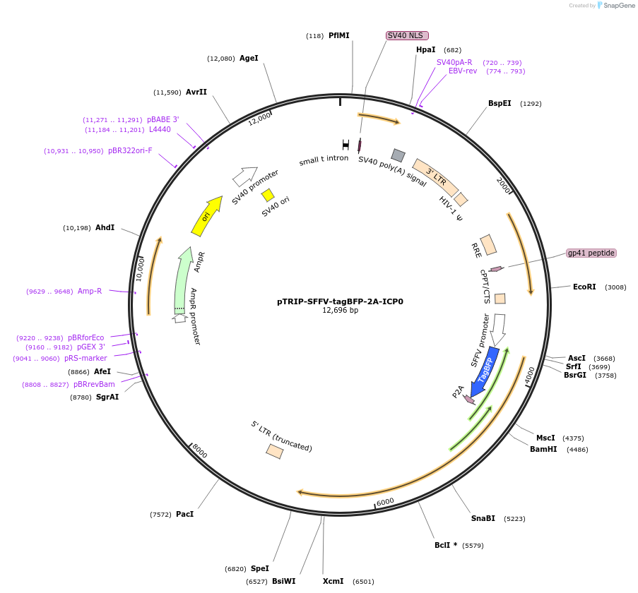 235535-plasmid-map-sequence-id-472096