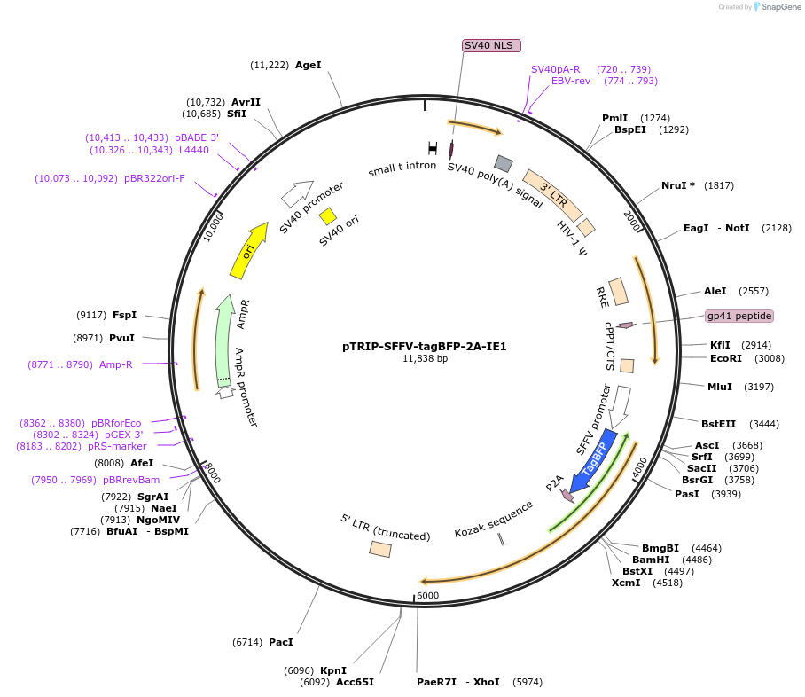 235541-plasmid-map-sequence-id-472097