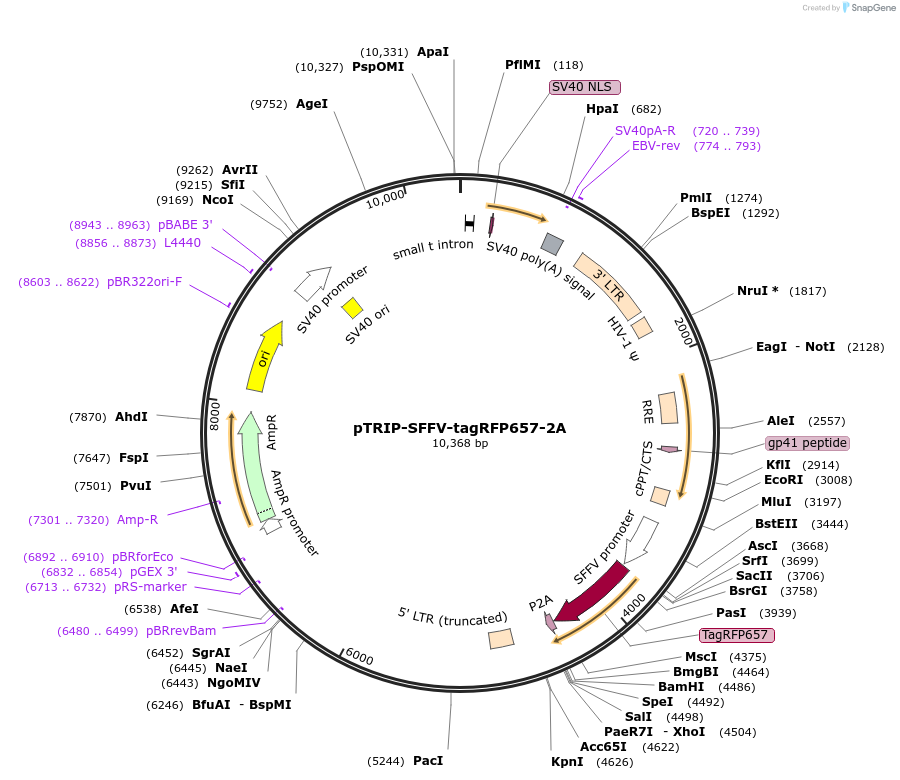 235537-plasmid-map-sequence-id-472102