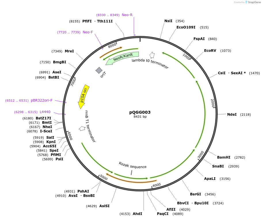 231330-plasmid-map-sequence-id-472119